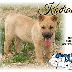 Thumbnail photo of Kodiak #1