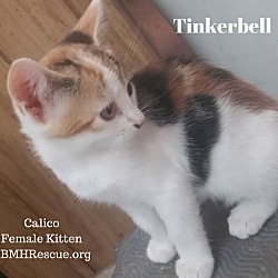 Thumbnail photo of Tinkerbell #1