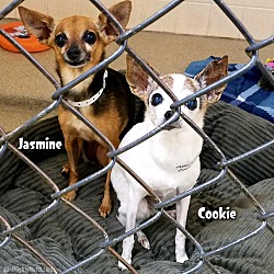 Thumbnail photo of Cookie and Jasmine #2