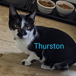 Photo of Thurston