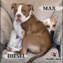 Photo of Diesel (Courtesy Post)