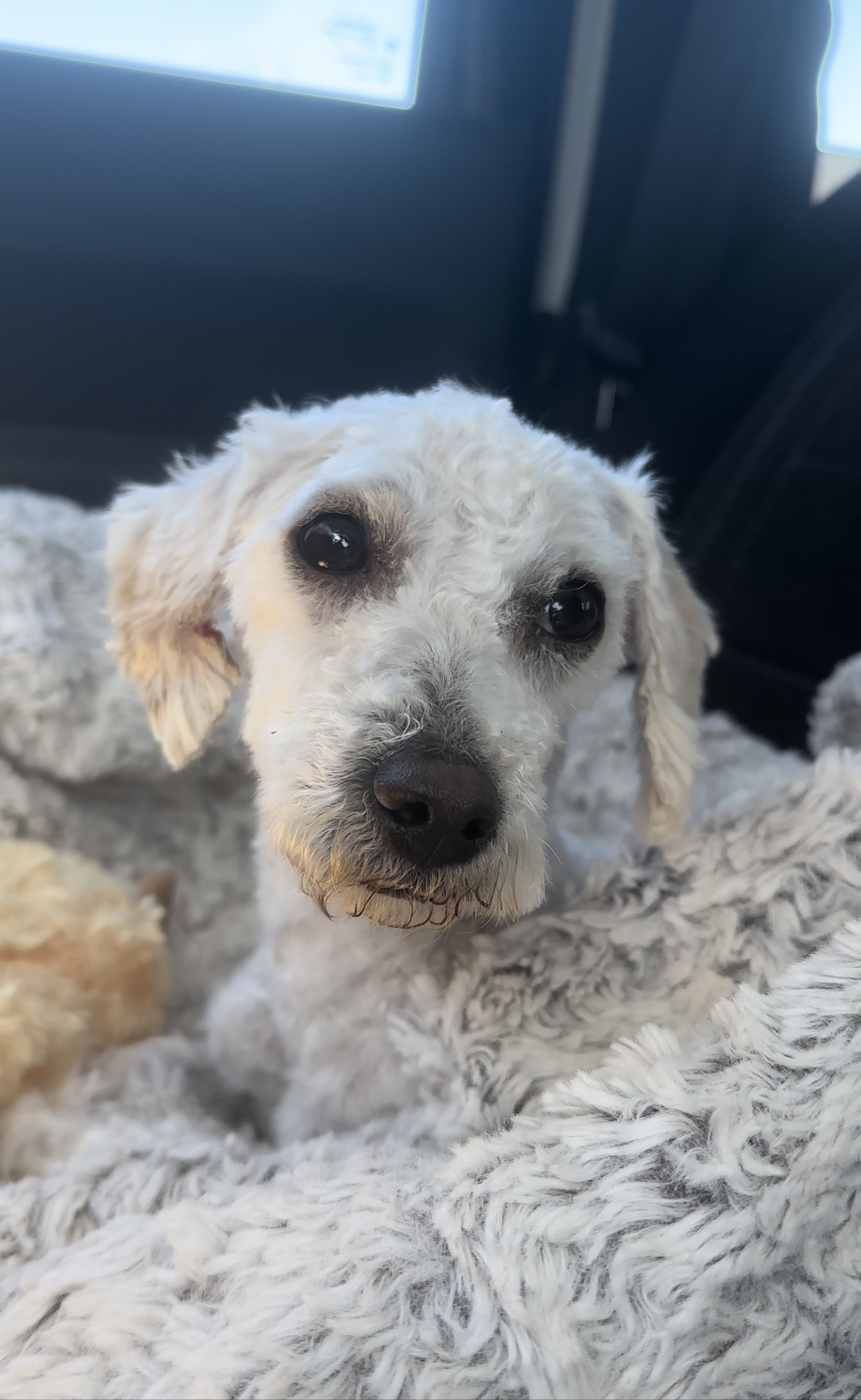 Adopt Candy a White Toy Poodle / Bedlington Terrier / Mixed dog in Agua ...