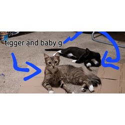 Thumbnail photo of Tigger ,sweetness,babyg #3