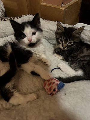 Absecon, NJ - Maine Coon. Meet Tito & Fizz a Pet for Adoption ...