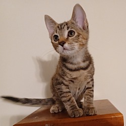 Photo of Kitten#1