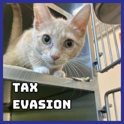 Thumbnail photo of Tax Evasion #2