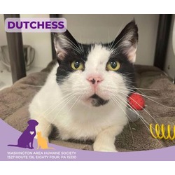 Thumbnail photo of Dutchess #1