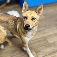adopt a pet