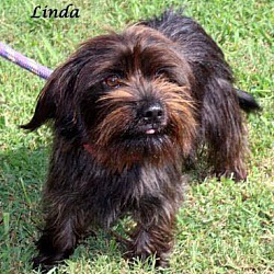 Photo of LINDA *COURTESY POST*