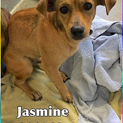 Thumbnail photo of JASMINE #2