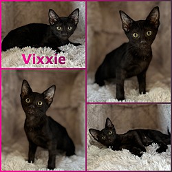 Photo of Vixxie