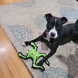 Photo of Bailey