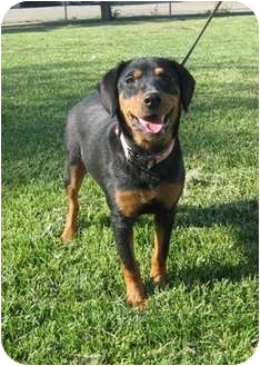rottweiler beagle mix