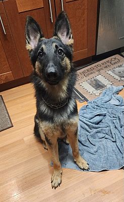 Brewster, NY - German Shepherd Dog. Meet Dashing Diesel a Pet for ...