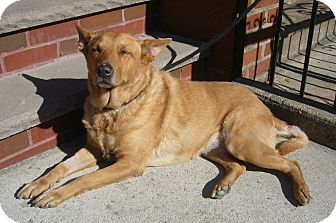 golden retriever pointer