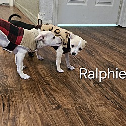 Thumbnail photo of Ralphie #2