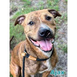 Photo of AJAX