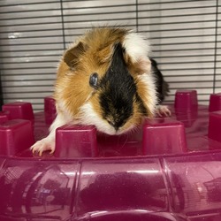 Thumbnail photo of Snickers #4