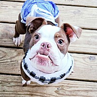 adopt a pet