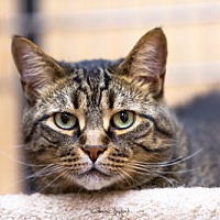 adopt-pet