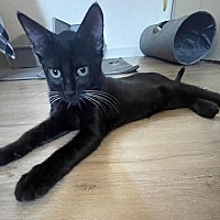 adopt-pet