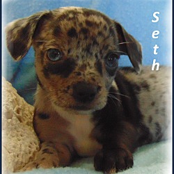 Thumbnail photo of Seth-Adoption Pending #3
