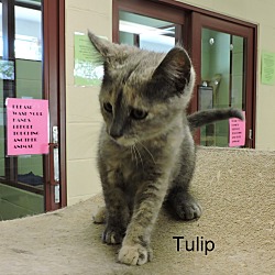 Thumbnail photo of Tulip #4