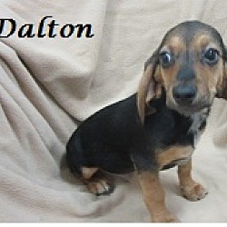 Thumbnail photo of Dalton #2