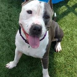 Missouri Pit Bull Rescue In Kansas City, Missouri