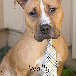 Thumbnail photo of Wally #2