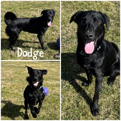 Photo of Dodge