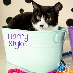 Thumbnail photo of Harry Styles #2