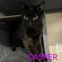 Thumbnail photo of Casper #1