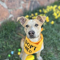 adopt a pet