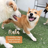 adopt a pet