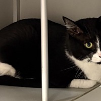 adopt a pet