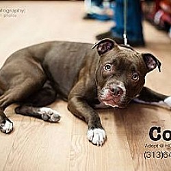 Thumbnail photo of Coco-Adopted! #3