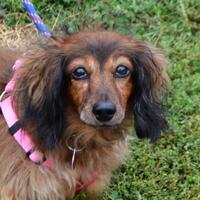 Dachshund Puppies For Sale In Illinois Adoptapet Com