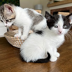 Thumbnail photo of Oreo & Biscuit #2