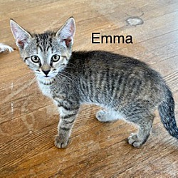 Thumbnail photo of Emma (T1) #2