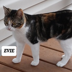 Thumbnail photo of EVIE #2