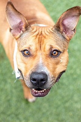 Amarillo TX Pit Bull Terrier mix . Meet Cookie a Pet for