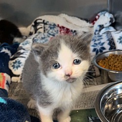 Photo of Casper
