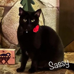 Thumbnail photo of Sassy #1
