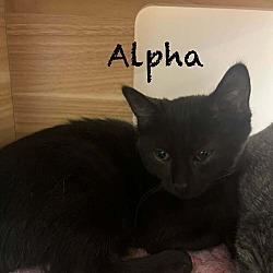 Thumbnail photo of Alpha #1