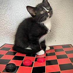 Thumbnail photo of Checkers #1