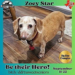 Thumbnail photo of Zoey Star #1