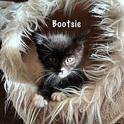 Thumbnail photo of Bootsie #3