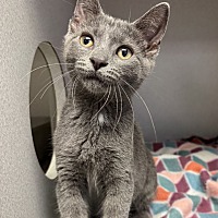 adopt a pet