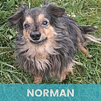 NORMAN - Mixed Breed (Small) available for adoption